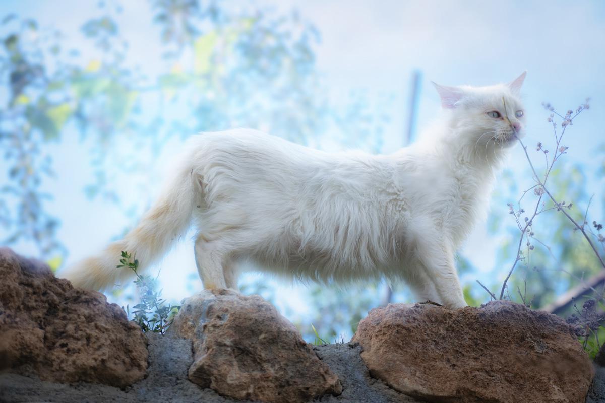 Фотообои Белая кошка