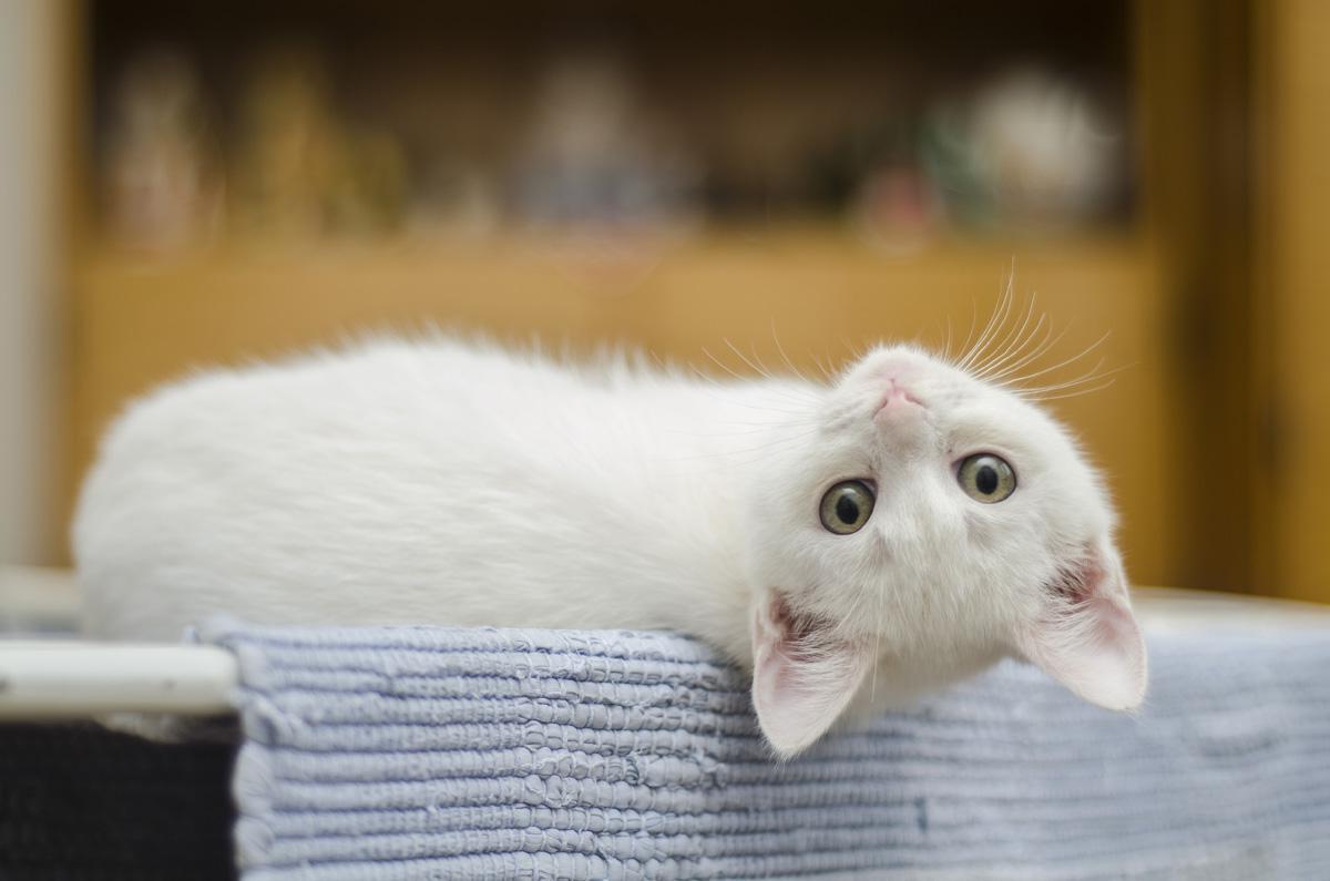 Фотообои Белый котенок