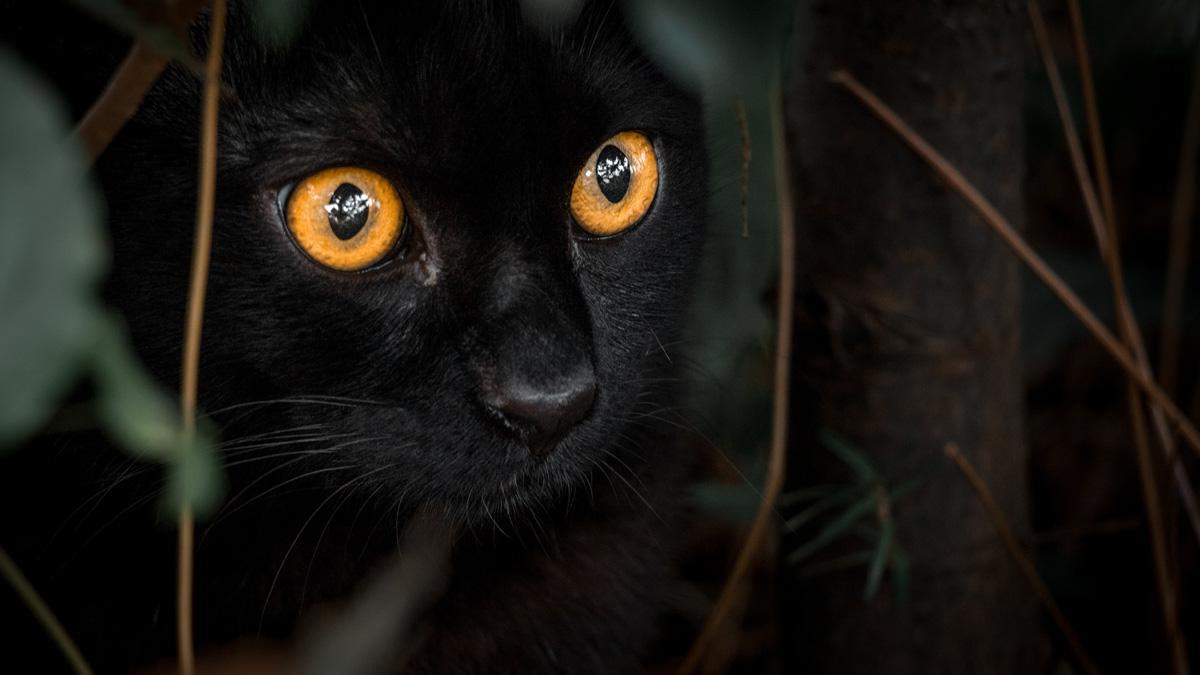 Фотообои Черная кошка