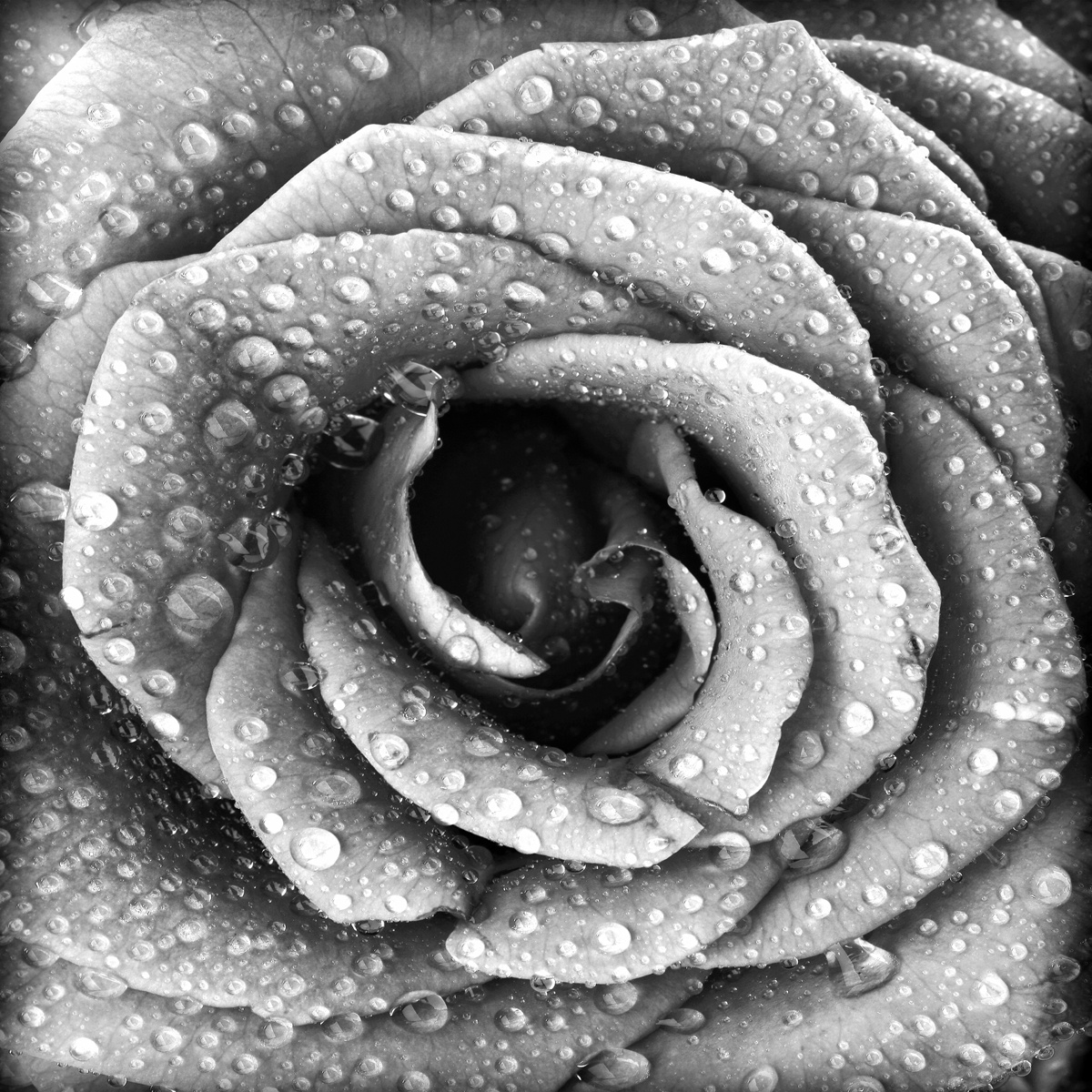 Фотообои Черно-белая роза