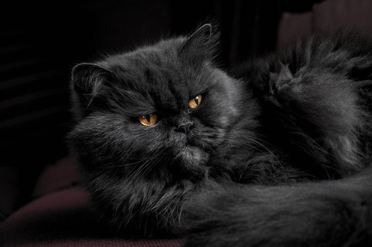 Фотообои Черный кот