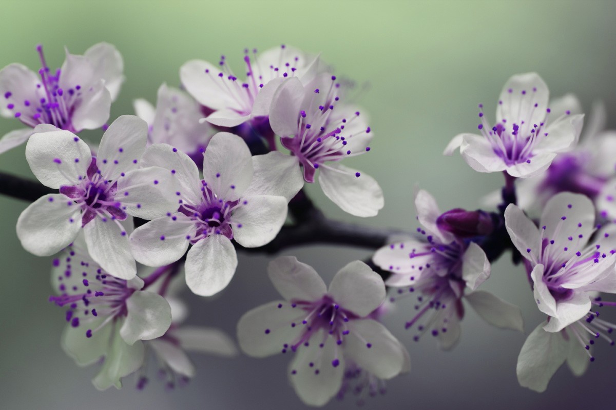 Фотообои Цветущая ветвь
