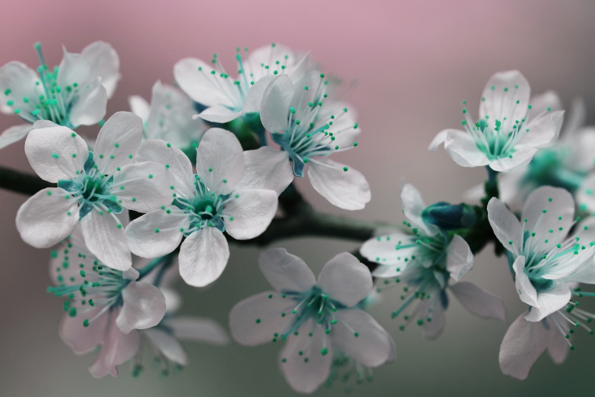 Фотообои Цветущая ветвь