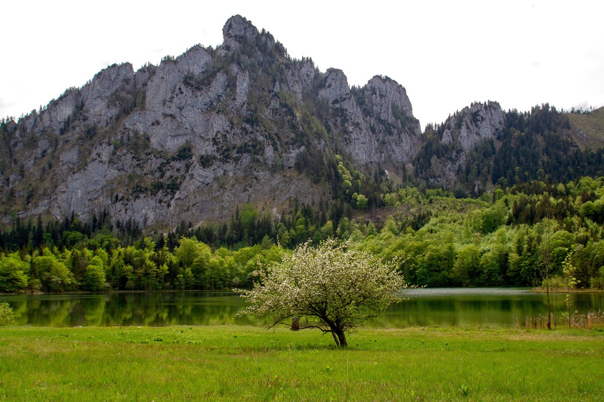 Фотообои Цветущие деревья у озера