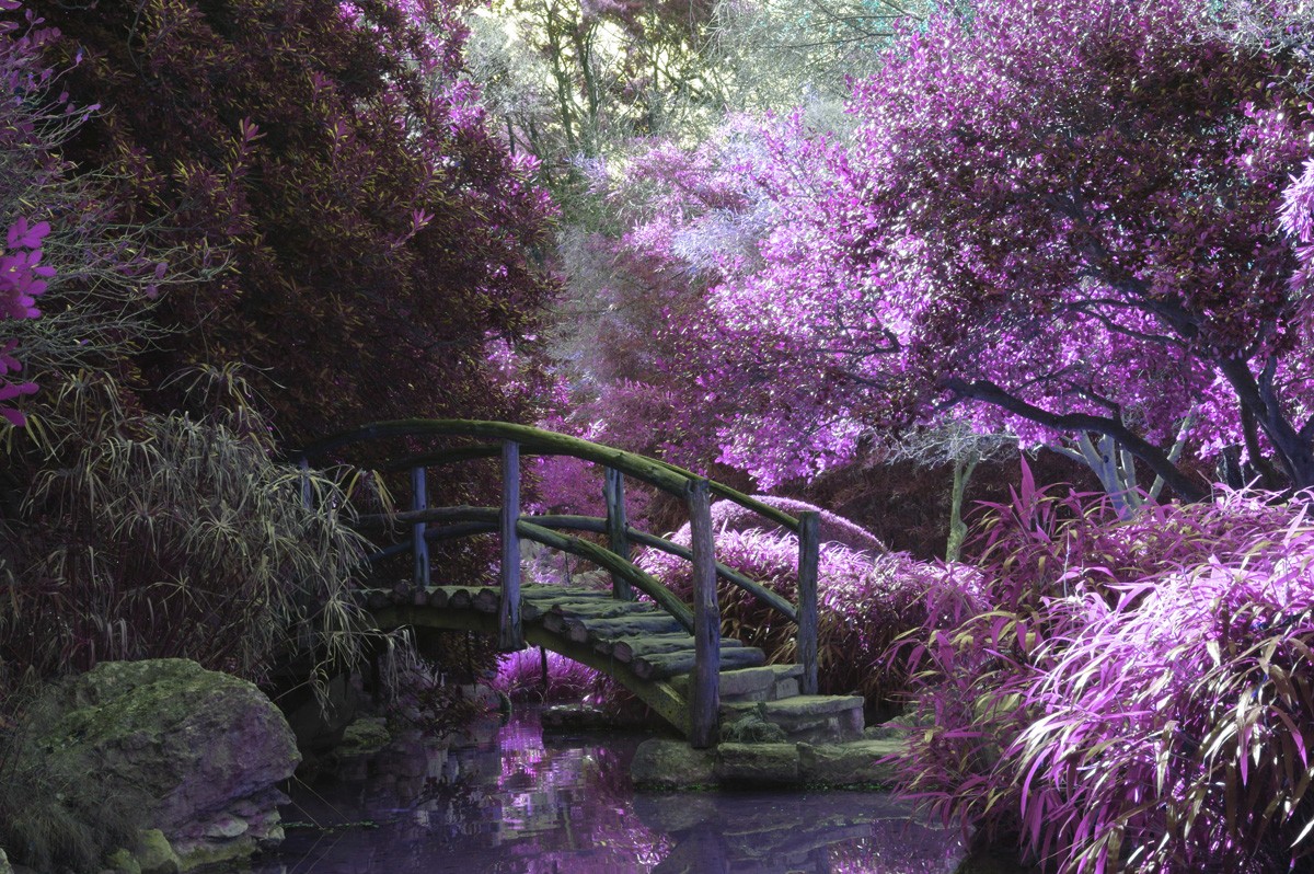 Фотообои Цветущий сад