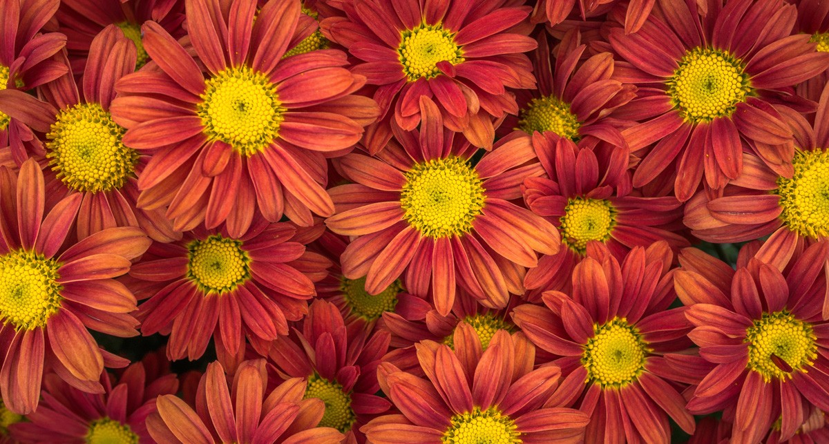 Фотообои Цветы