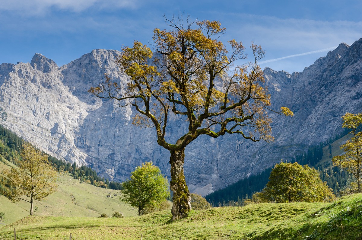 Фотообои Дерево в горах