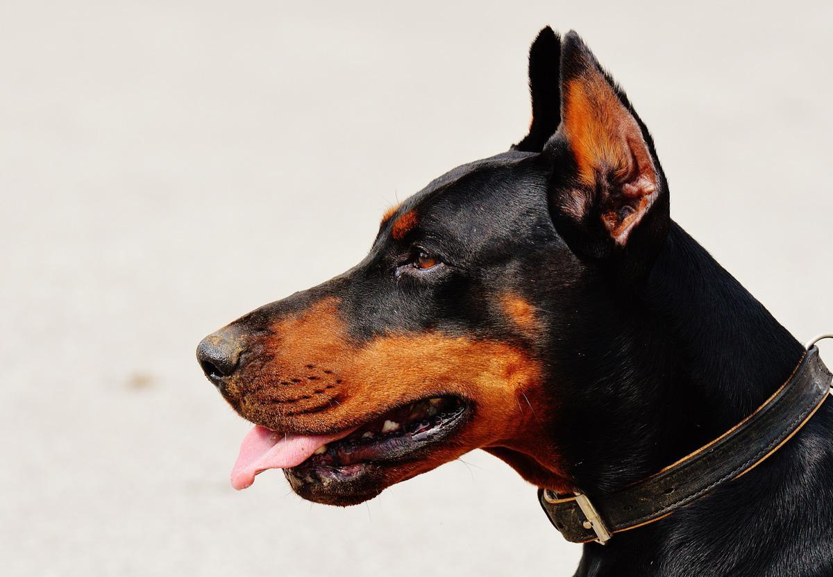 Фотообои Доберман
