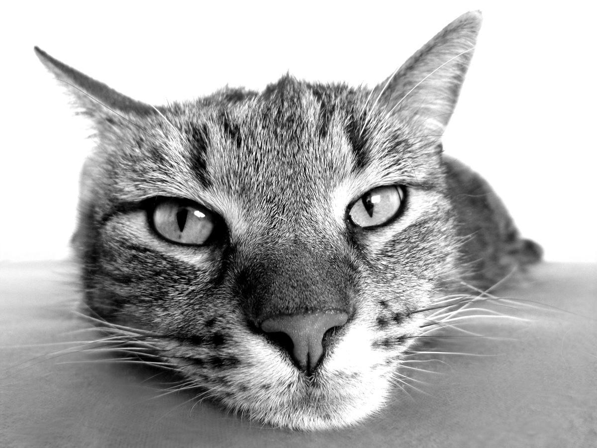 Фотообои Кот