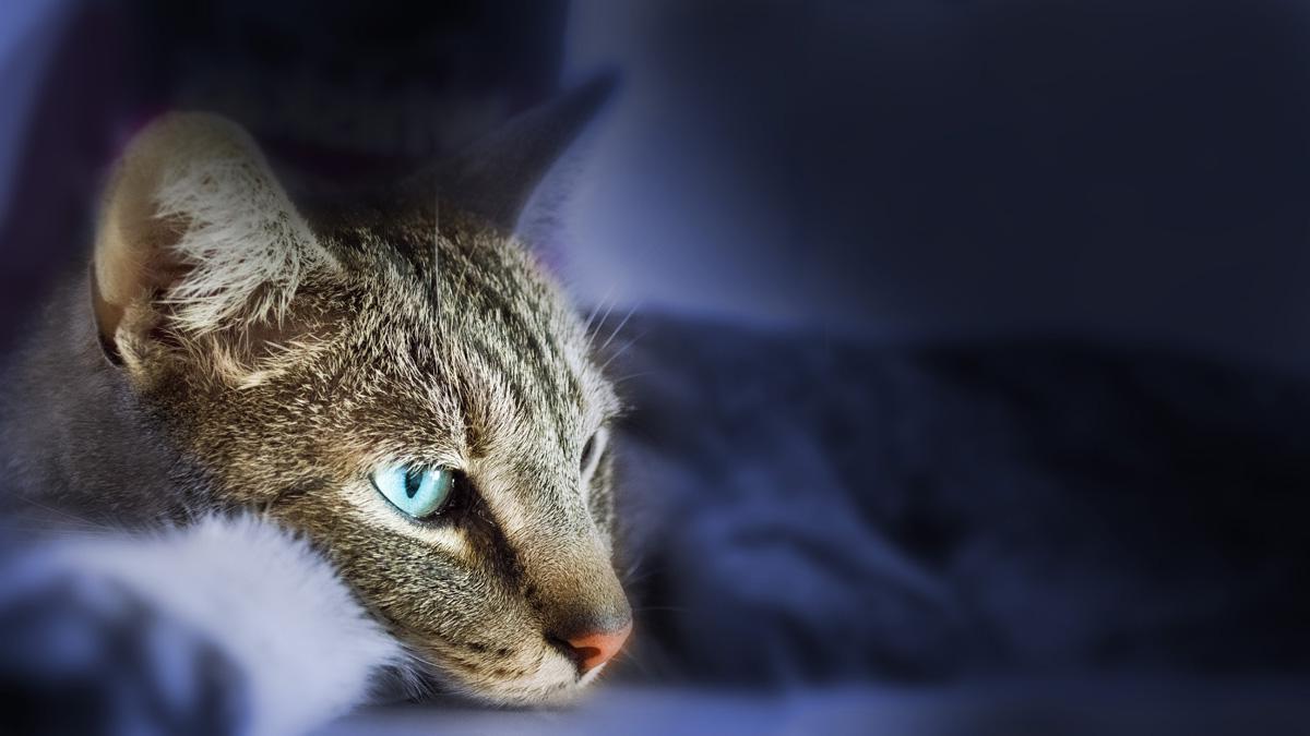 Фотообои Кот
