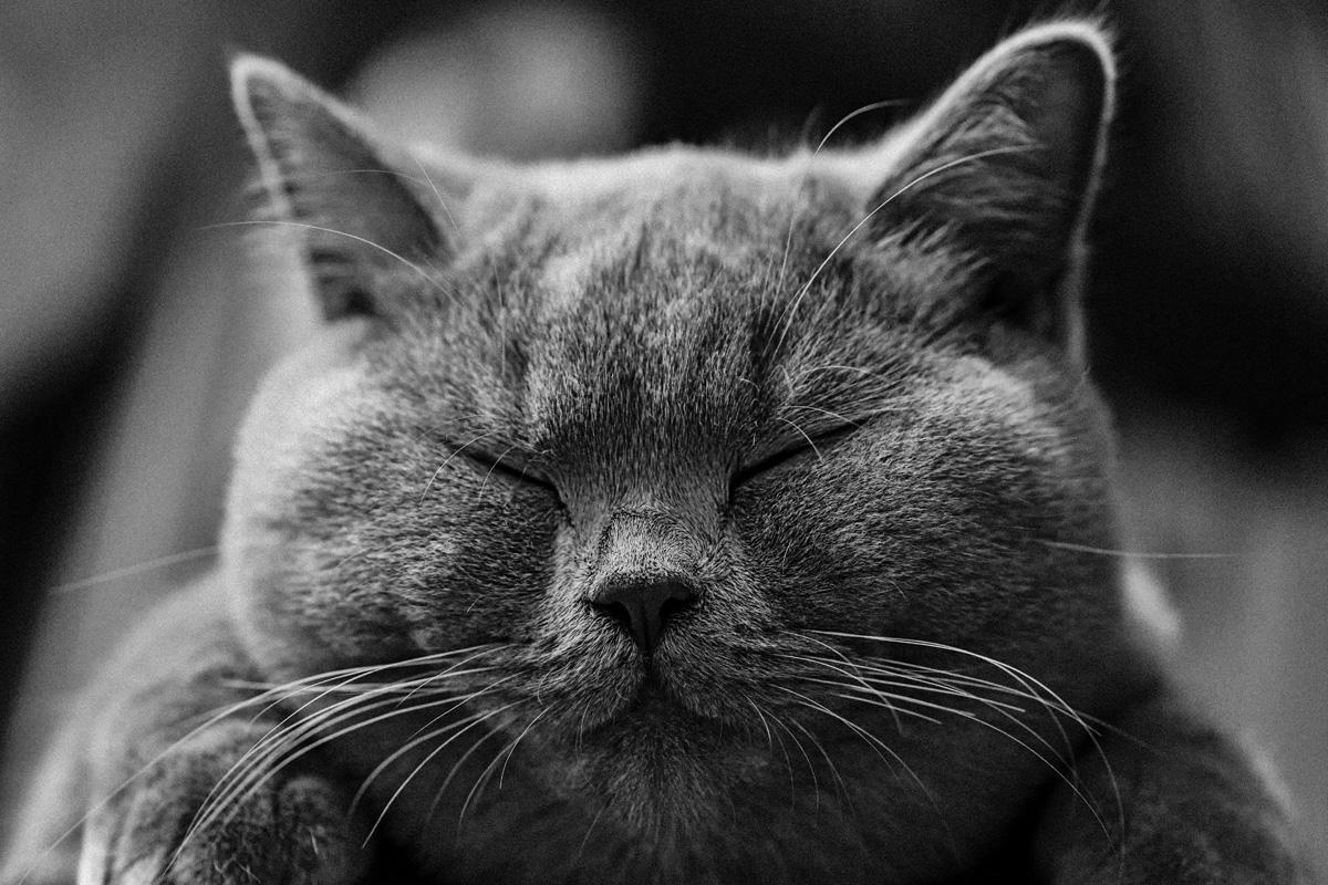 Фотообои Кот