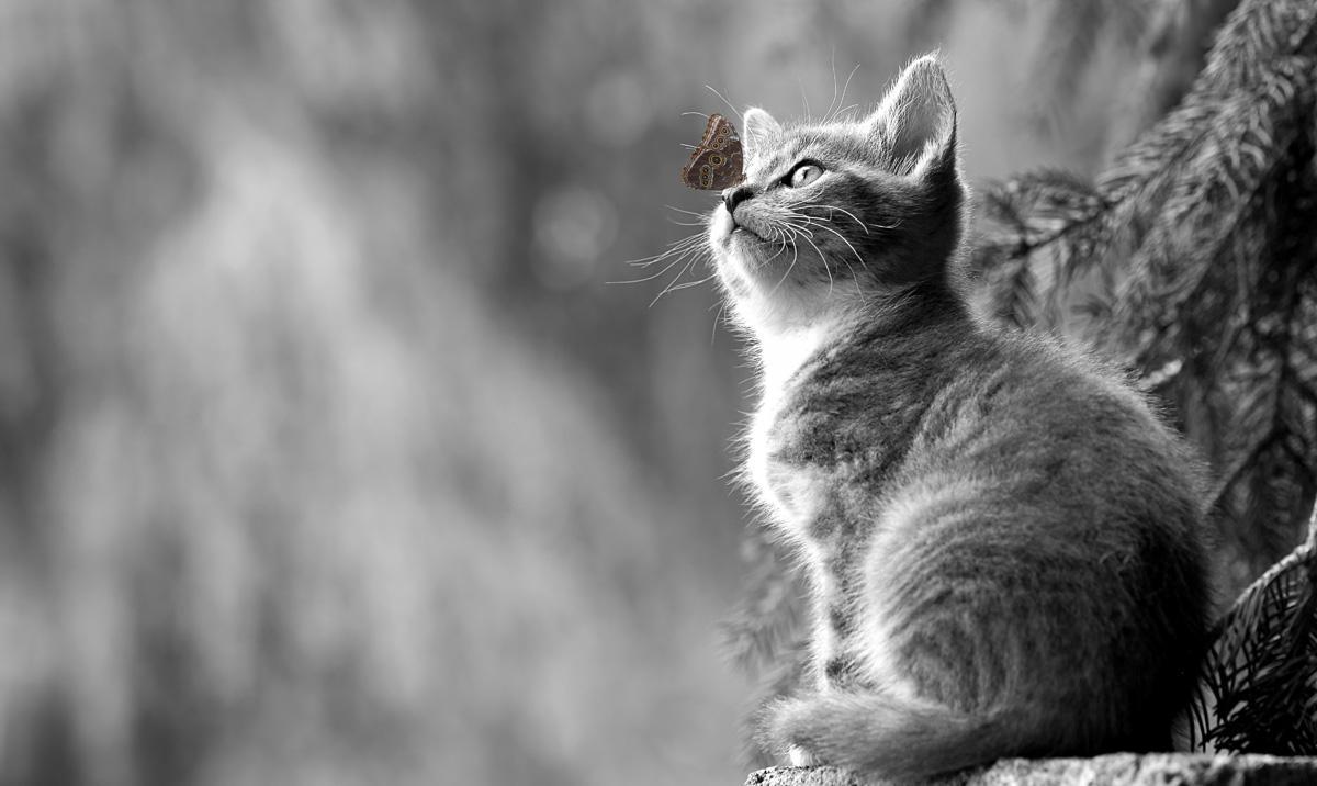 Фотообои Котенок и бабочка