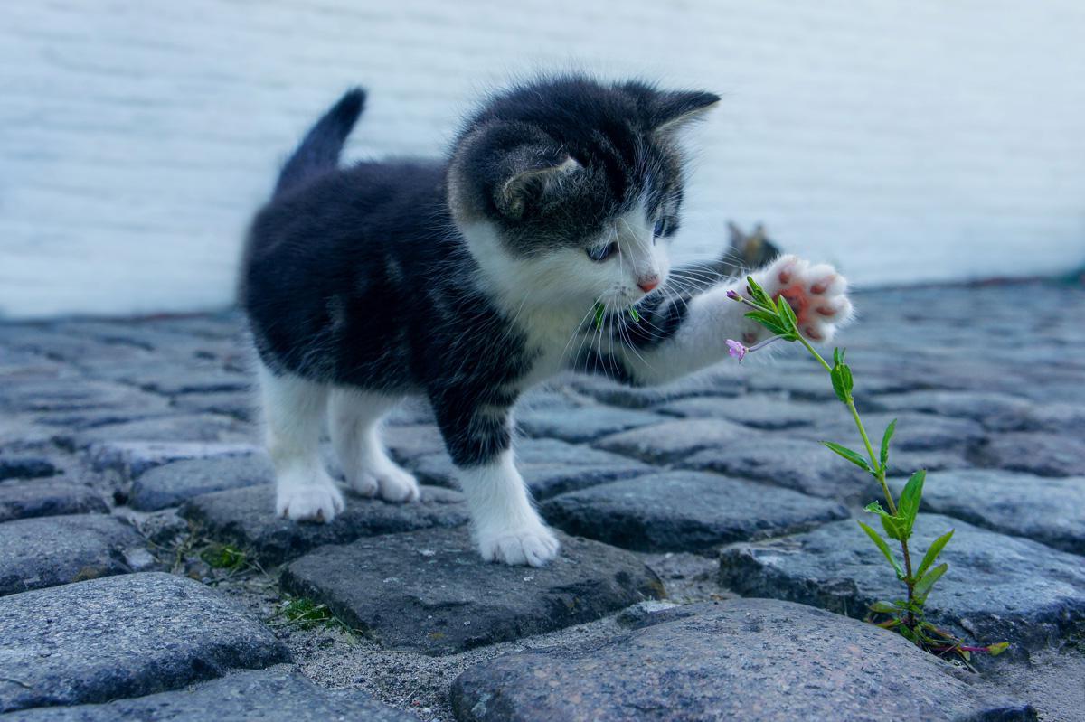 Фотообои Котенок играется цветком