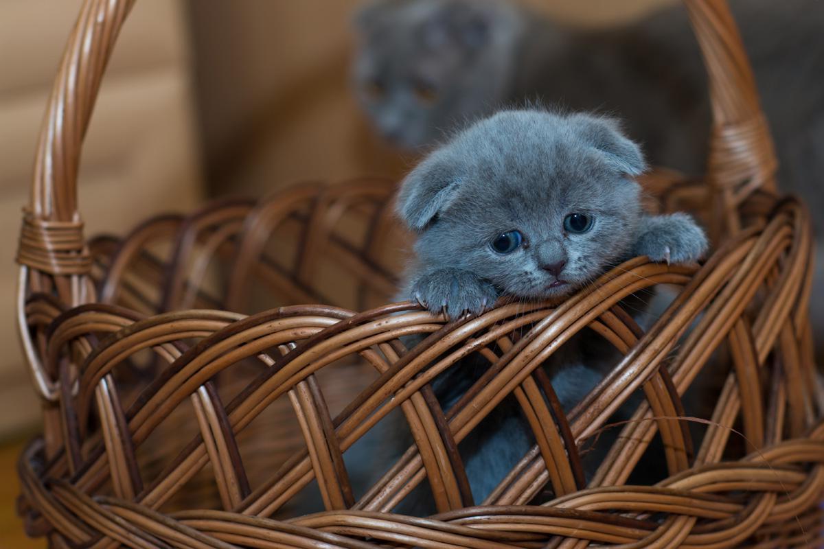 Фотообои Котенок в корзине