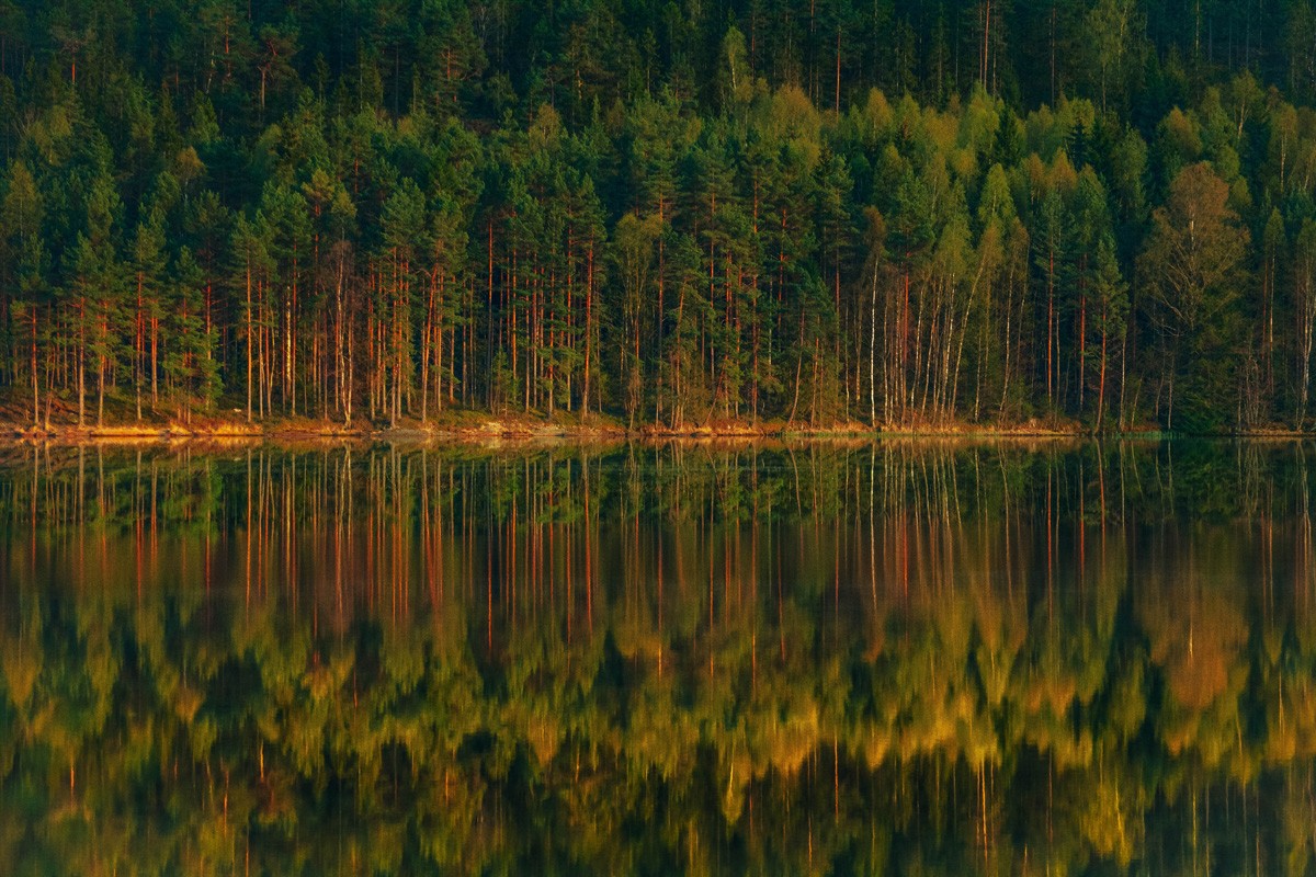 Фотообои Лес и озеро