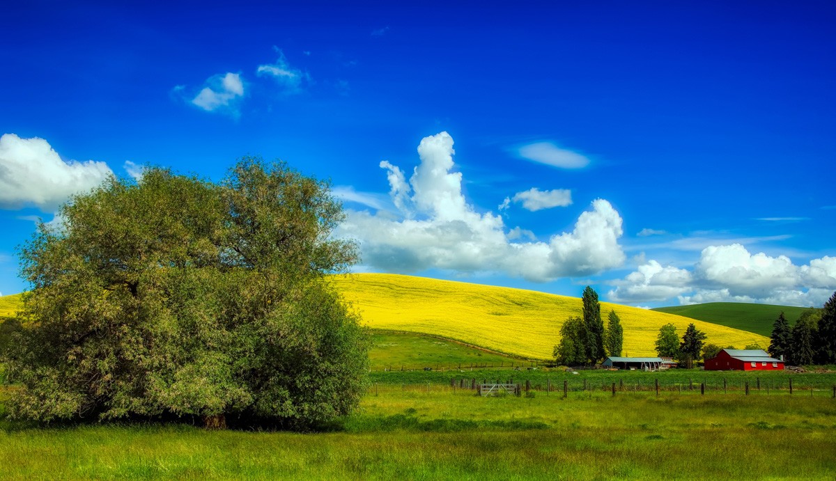 Фотообои Летний пейзаж