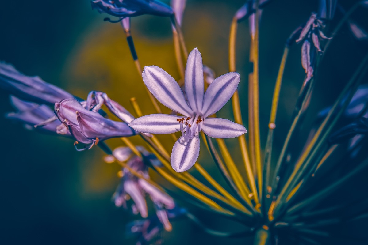 Фотообои Лилия