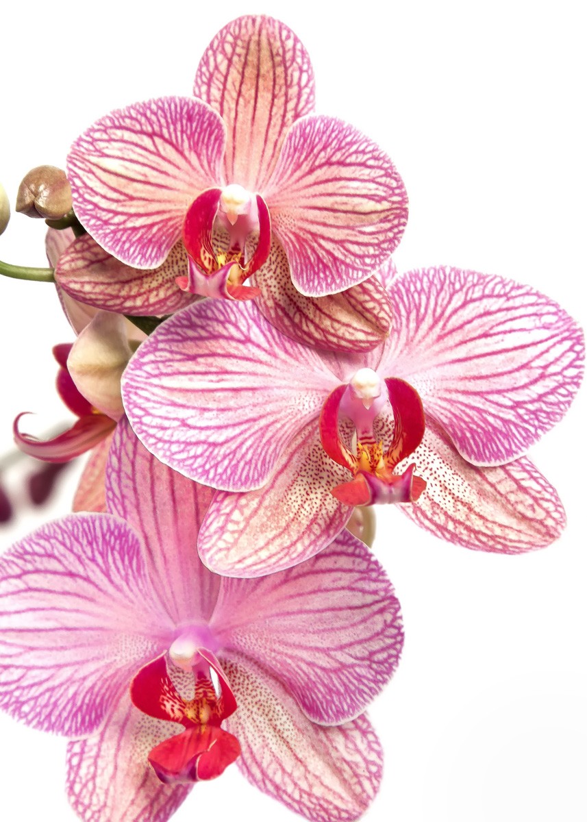 Фотообои Орхидея на белом фоне