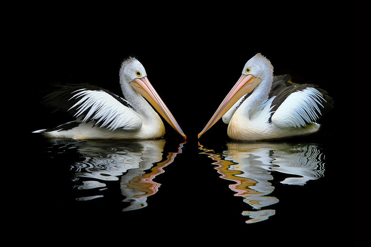 Фотообои Петиканы