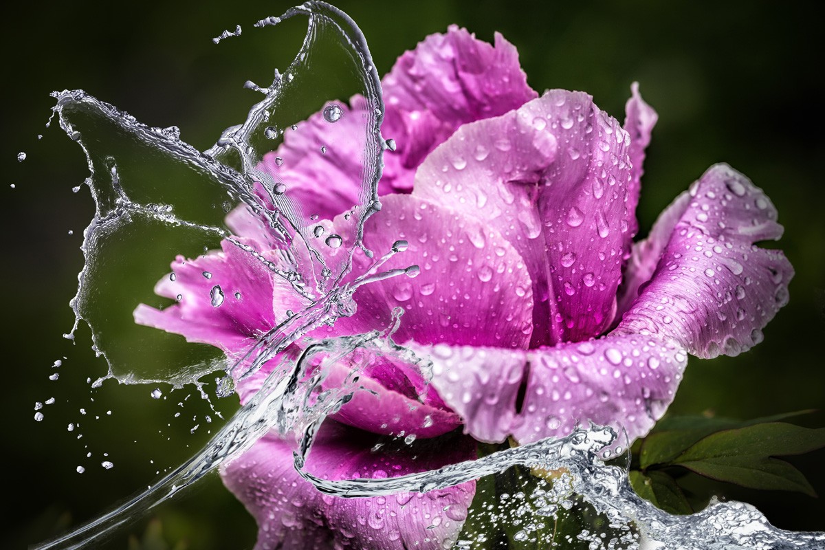 Фотообои Пионы и вода