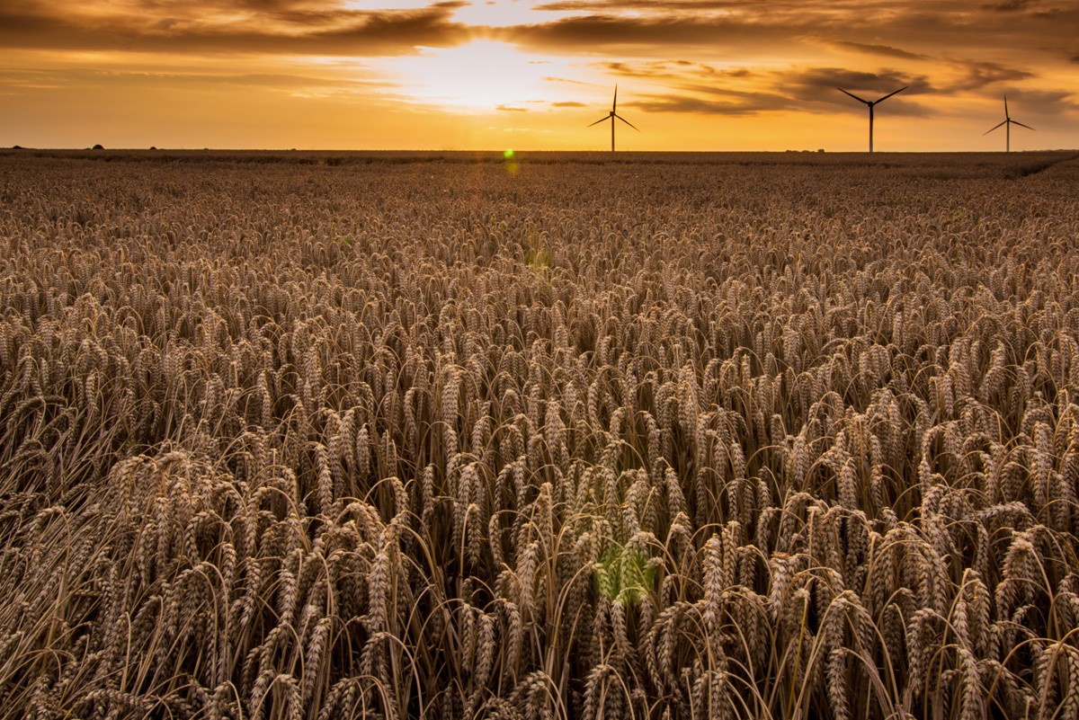 Фотообои Пшеничное поле