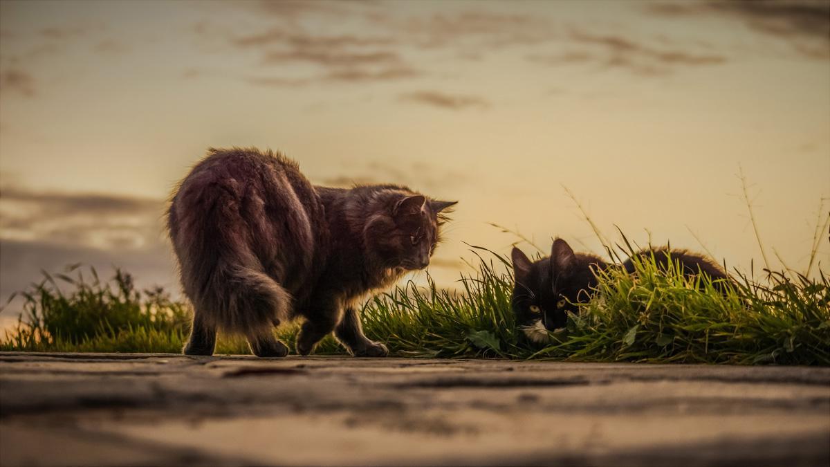 Фотообои Пушистые коты