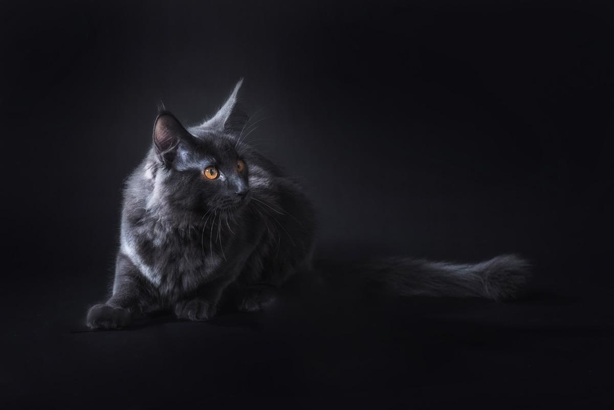Фотообои Пушистый черный кот