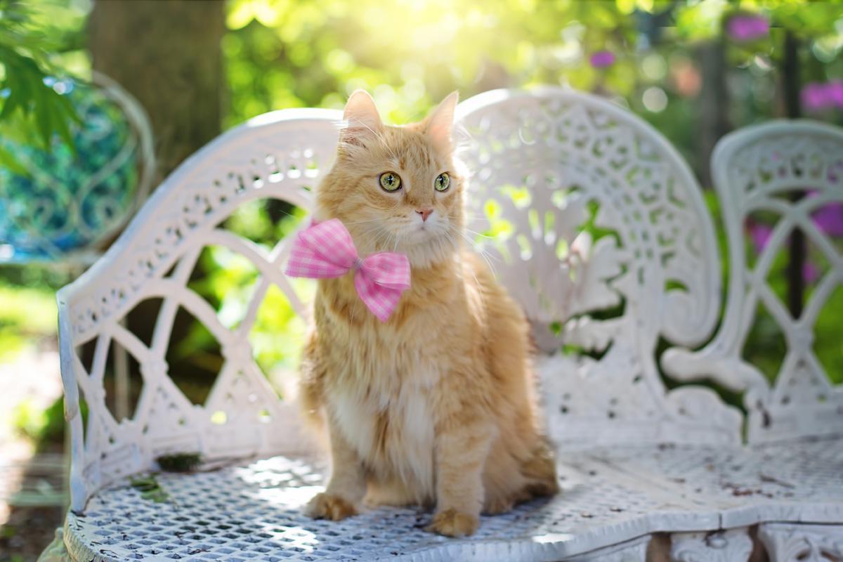 Фотообои Рыжая кошка