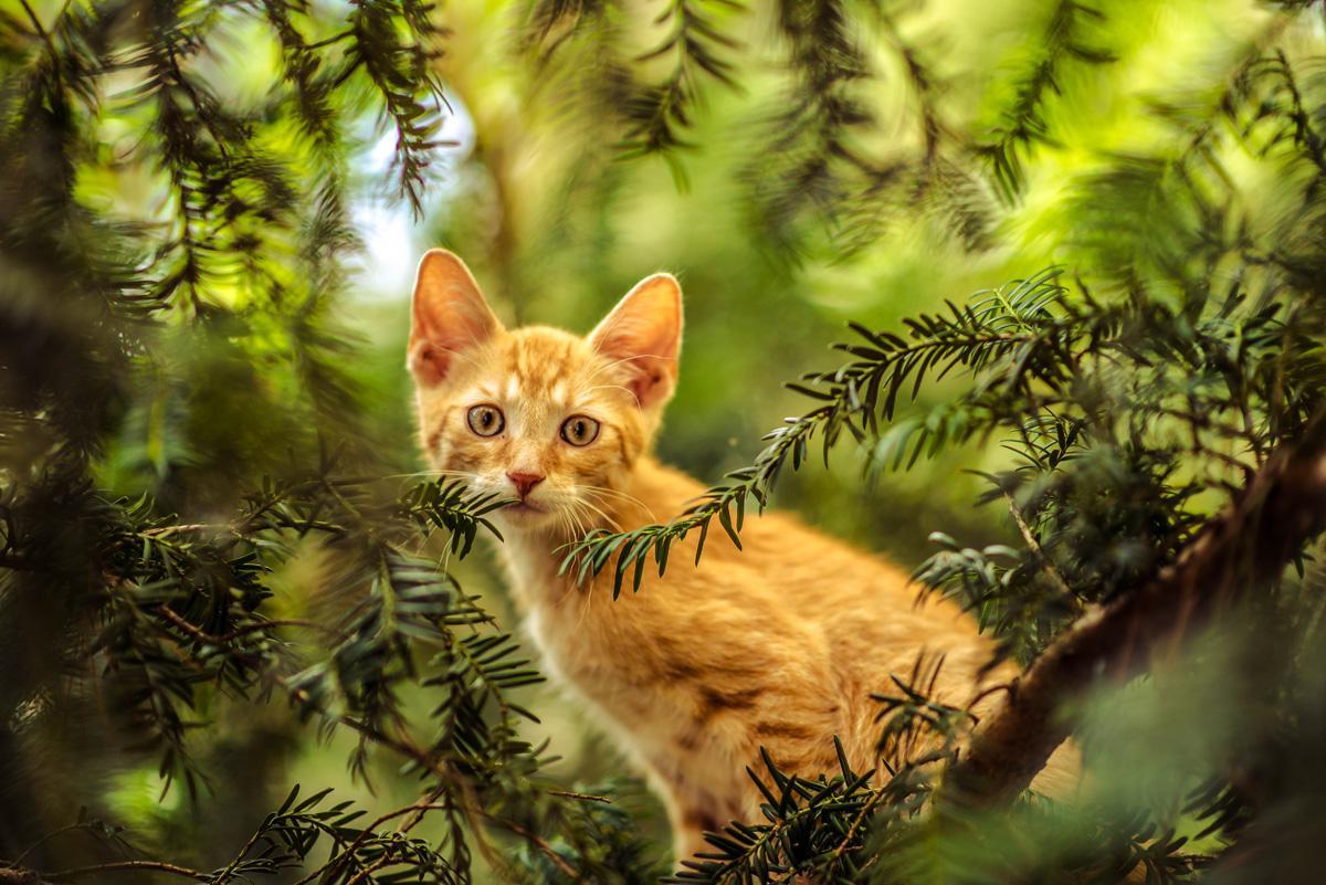Фотообои Рыжий котенок