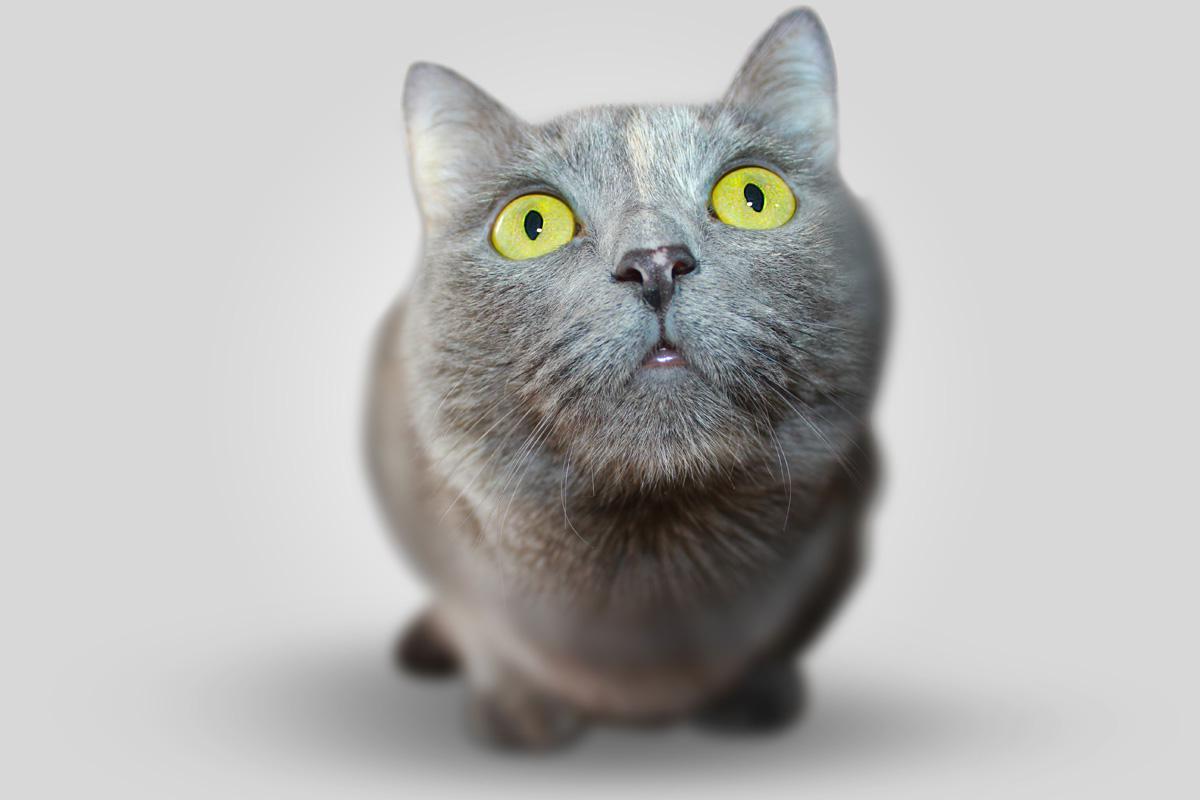 Фотообои Серый кот