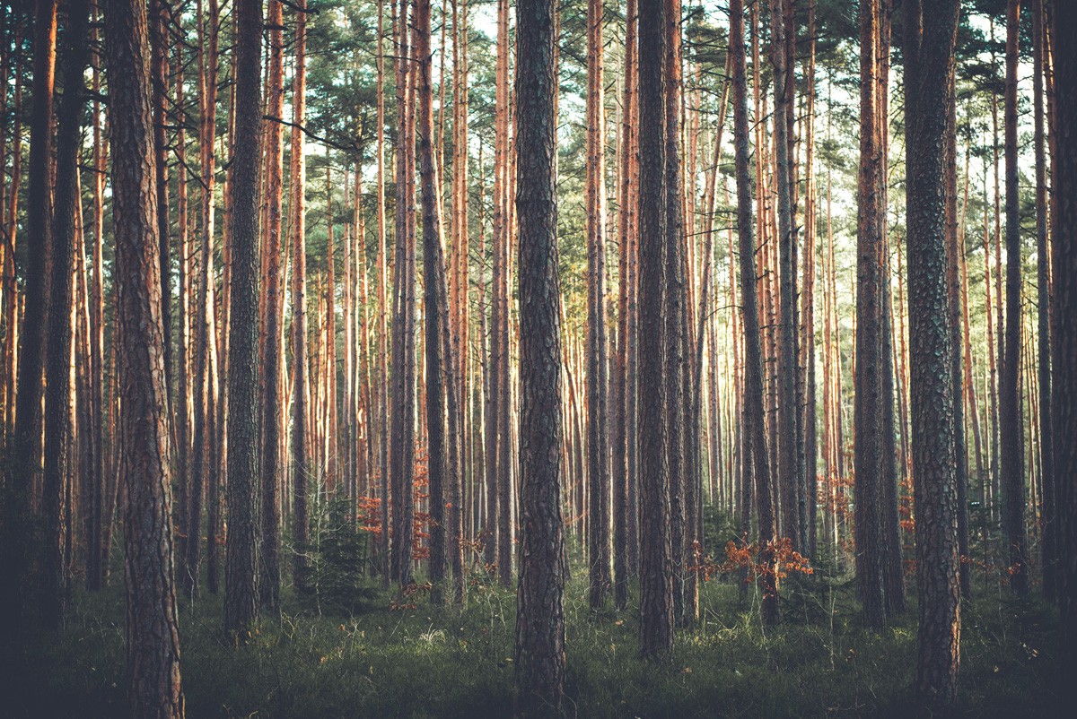 Фотообои Сосновый лес