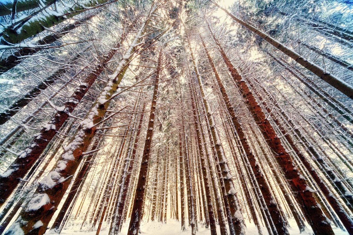 Фотообои Сосновый лес зимой