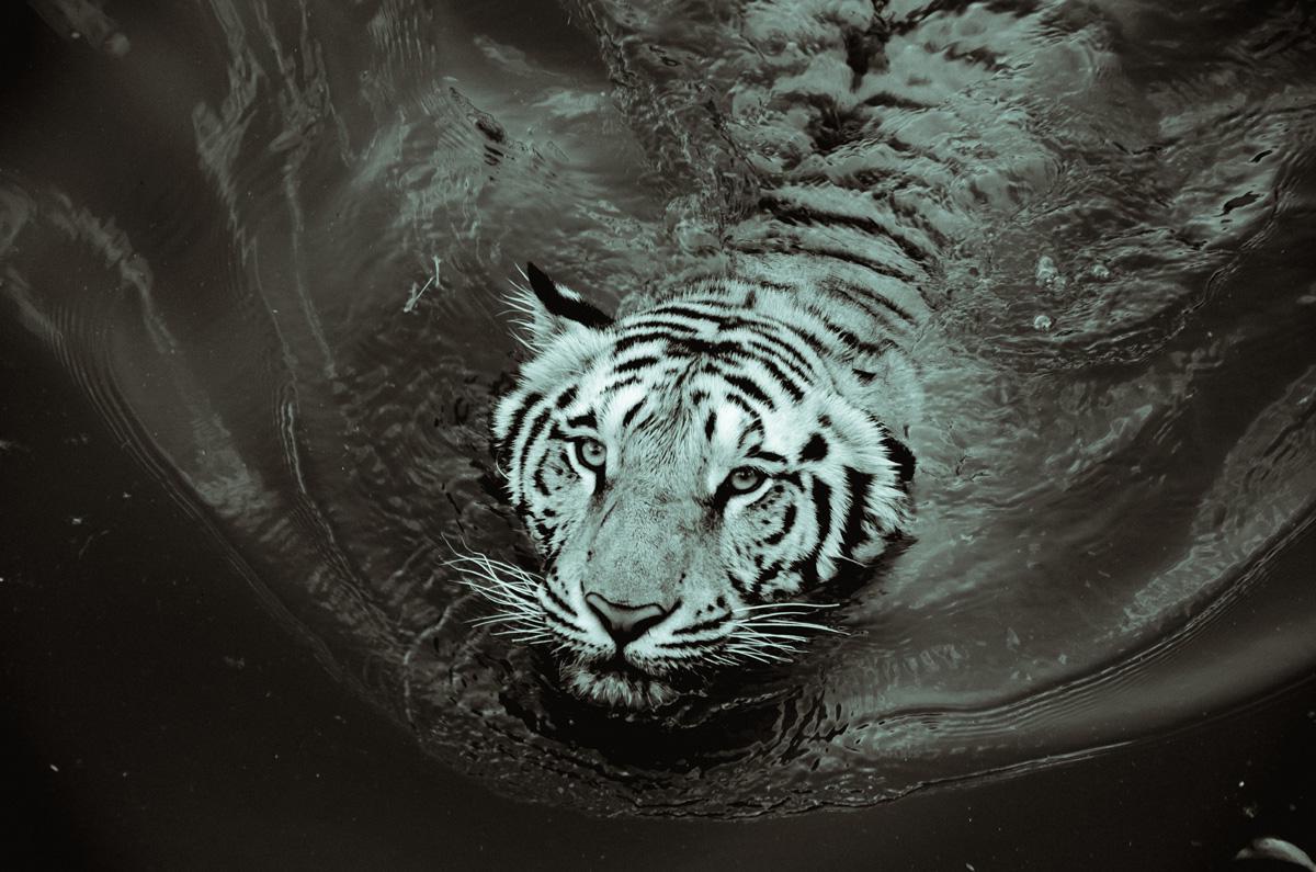 Фотообои Тигр в воде