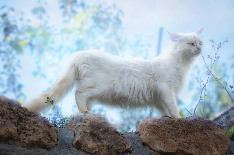 Фотообои Белая кошка