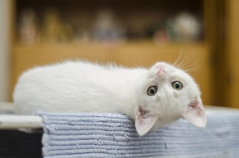 Фотообои Белый котенок