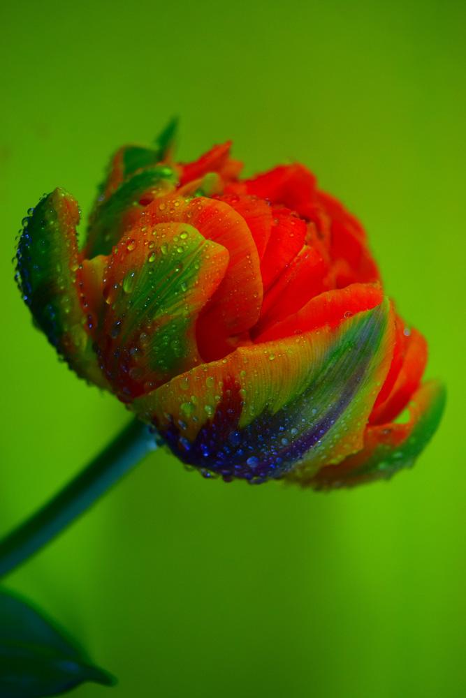 Фотообои Бутон