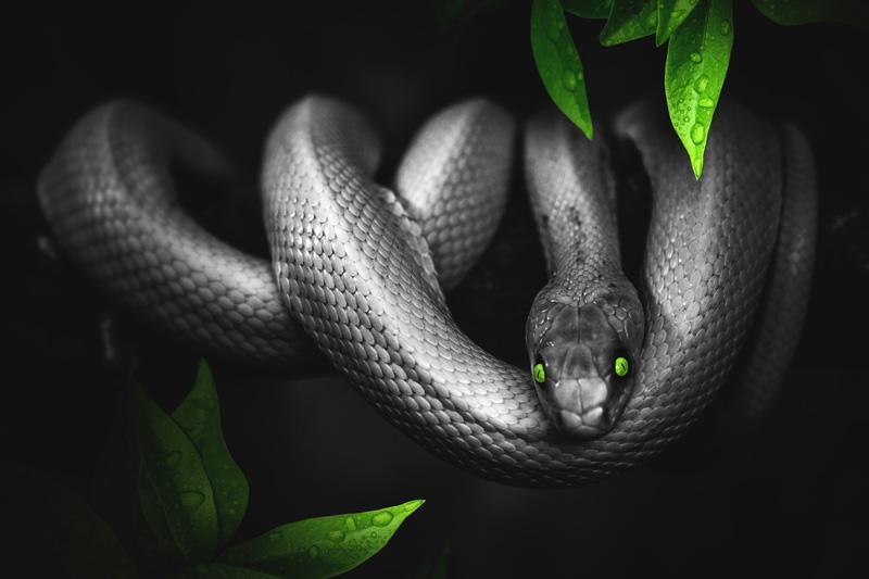 Фотообои Черная змея