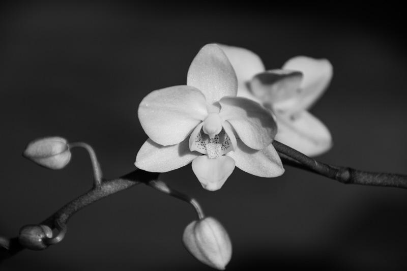 Фотообои Черно-белая орхидея Код:81