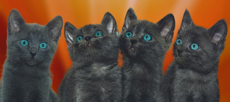 Фотообои Черные котята