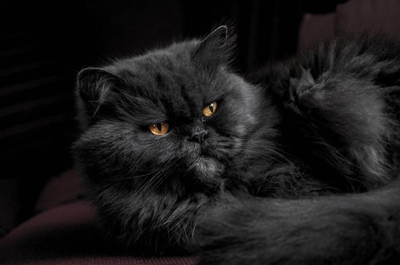 Фотообои Черный кот