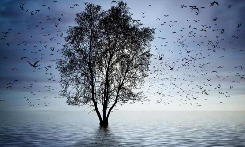 Фотообои Дерево и птицы
