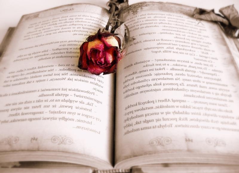 Фотообои Книга и роза Код:3362