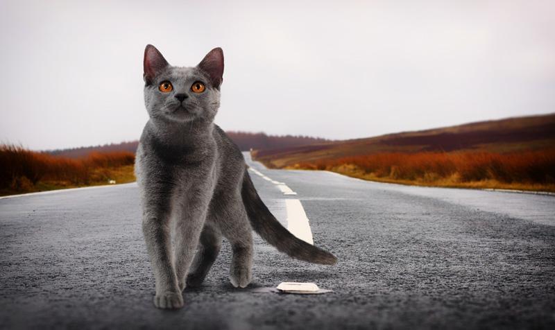 Фотообои Кошка на дороге