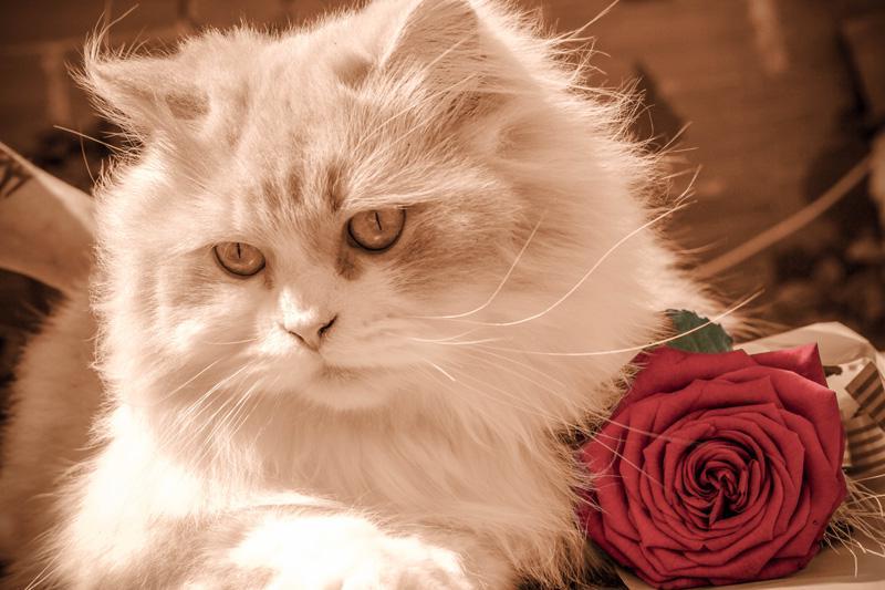 Фотообои Кот с розой