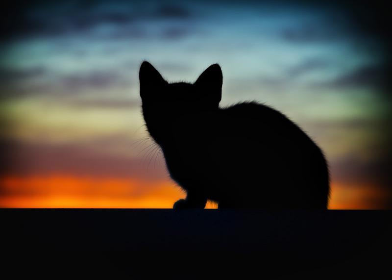 Фотообои Котенок