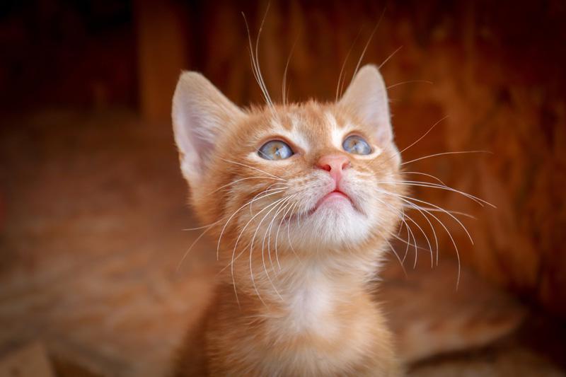 Фотообои Котенок