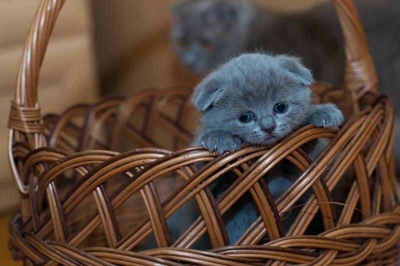 Фотообои Котенок в корзине