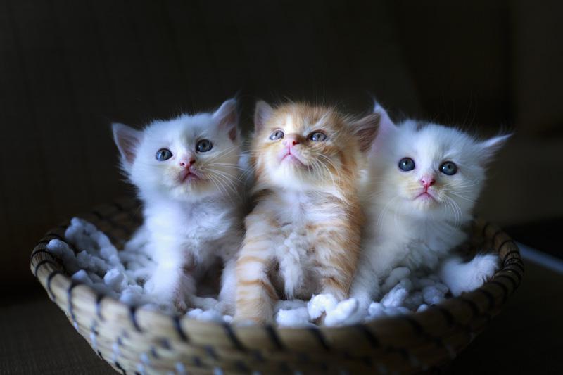 Фотообои Котята