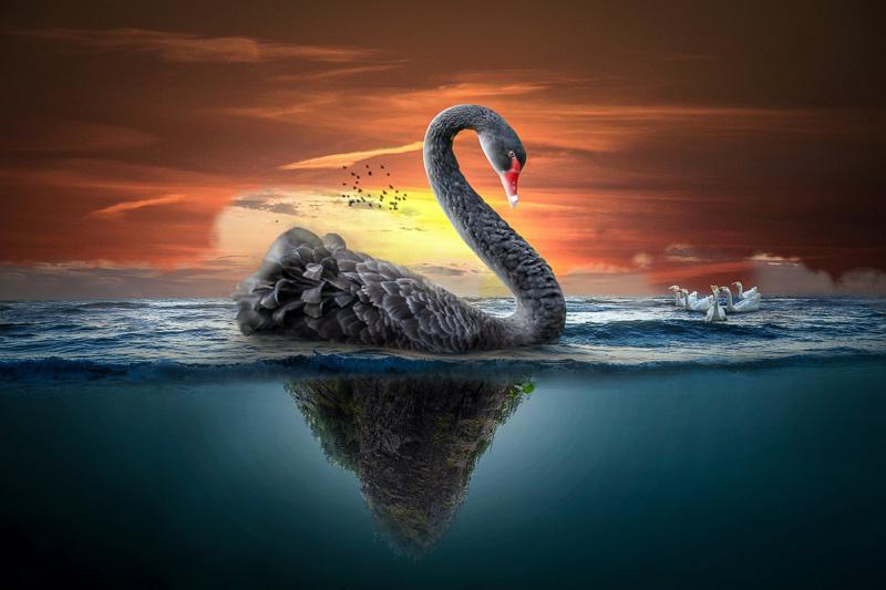 Фотообои Лебеди
