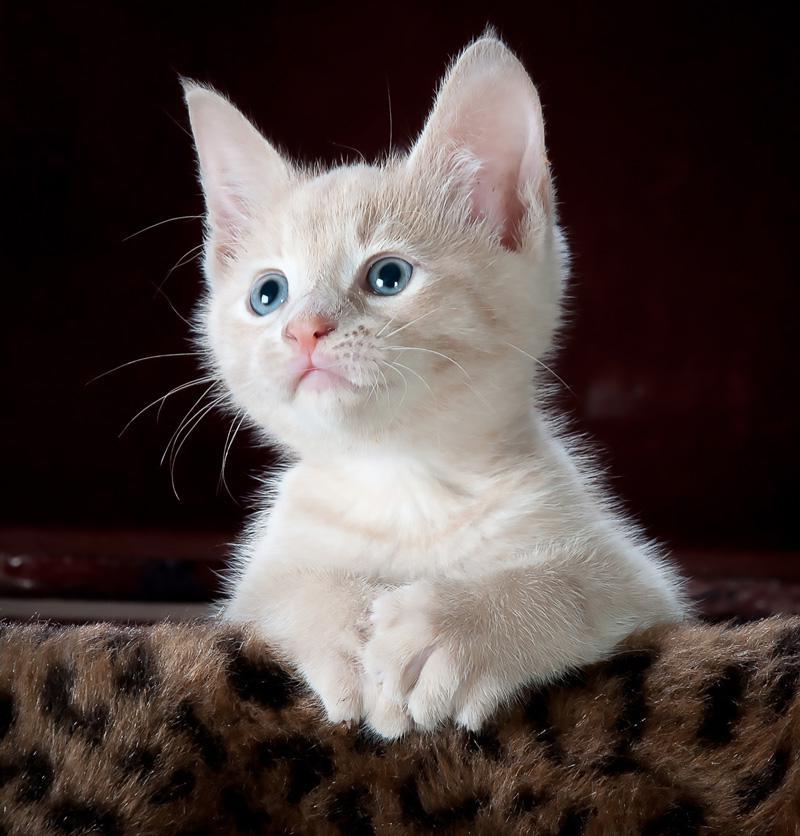Фотообои Милый котенок